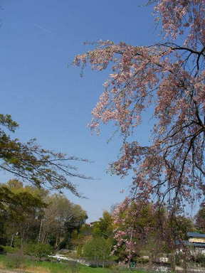 SANY0245