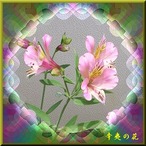 30辛夷の花