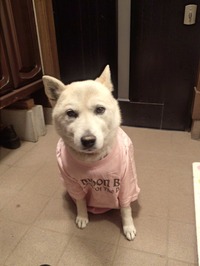 Tシャツ着せてみました。