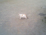 猫2