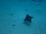 guam2.10d3