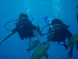 guam8.4a-g3