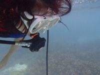 13 guamaqua2