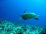 guam4.10kame