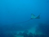 guam9.20er3