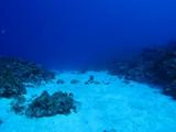 guam8.29blue&white