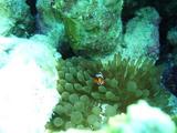 nemo2