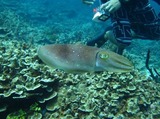 guam2.9b2