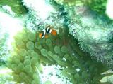 guam9.14nemo