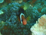 guam10.18d1