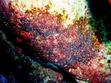 guam10.27dusky eggs