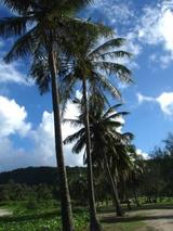 guam10.28yashi