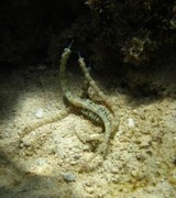guam5.19b5