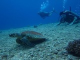guam2.9b1