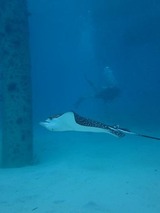 guam2.10d2