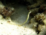 guam5.19b2