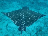 guam2.10d5