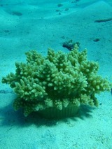 guam4.9i4.jpg