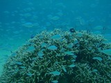guam8.27i2