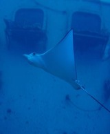 guam2.4b