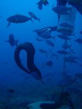 guam5.10u3