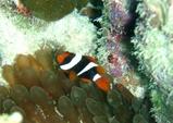 guam10.24nemo