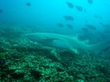 guam12.15nurse shark