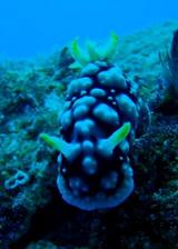 guam11.9umiushi