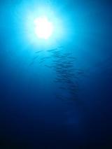guam7.17barracuda