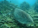 guam5.6taimai