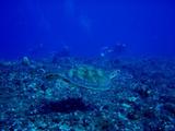 guam11.22coleman