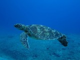 guam2.23b2