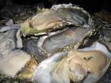 guam1.18oyster