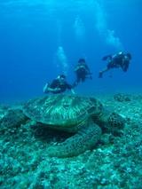 guam12.9kame3