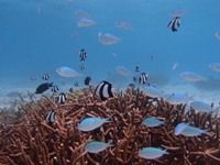 13 guamaqua2