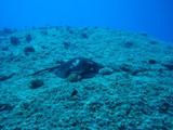 guam4.21b1