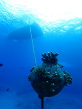 guam7.3b1