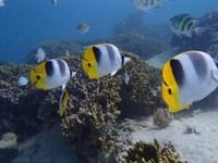 13 guamaqua2
