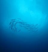 guam9.14barracuda2
