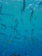 guam2.29ypao1