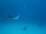 guam2.10d4