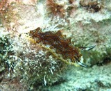 guam6.14umi