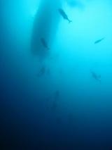 guam8.23b-1