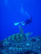 guam11.22chinatsu