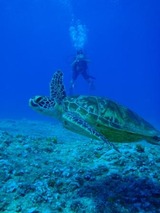 guam10.4b1