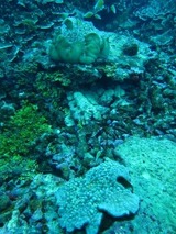 guam2.1b4