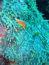 guam2.1b5