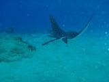 guam6.5h7