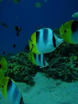 guam12.18fish