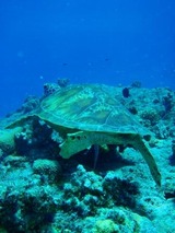 guam10.4b4